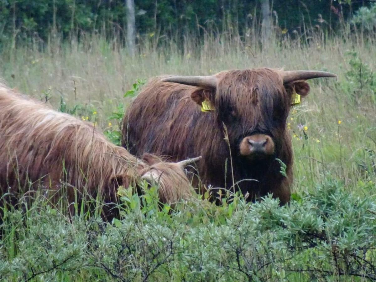 Prachtige Woning Aan De Duinen Villa Den Helder Eksteriør bilde
